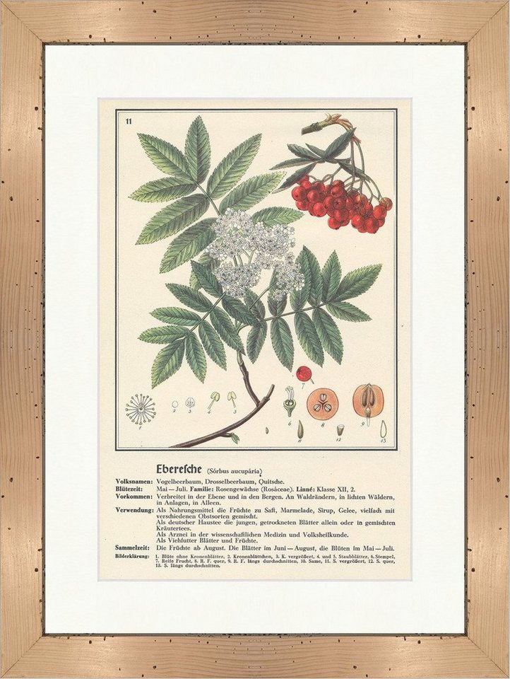 Kunstdruck Eberesche Sorbus aucuparia Drosselbeerbaum Heilpflanzen Heilkräuter 12, (1 St) von OTTO