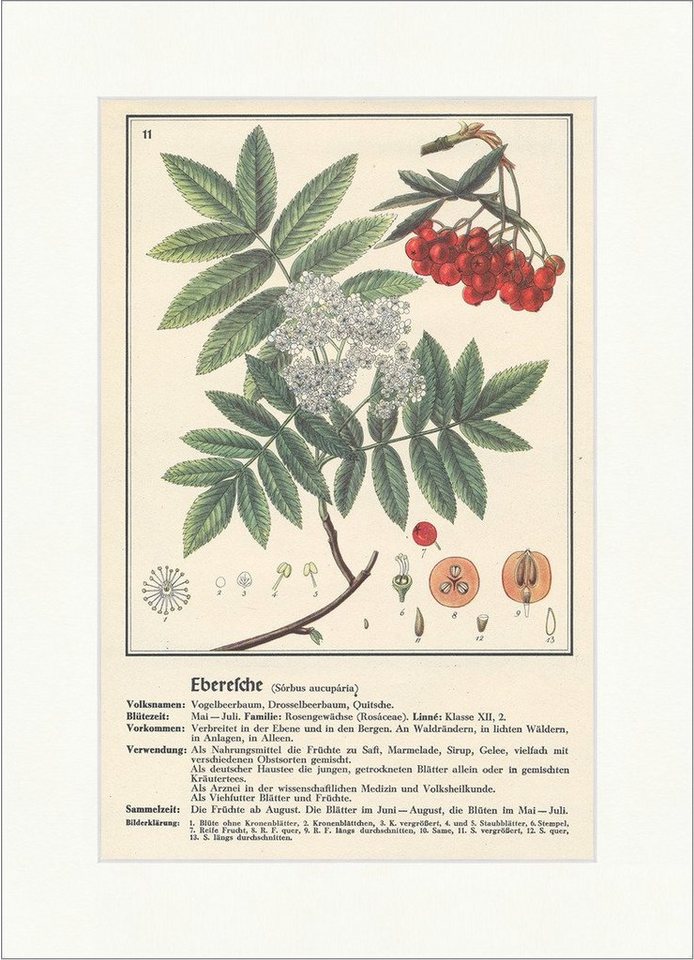 BillerAntik Kunstdruck Eberesche Sorbus aucuparia Drosselbeerbaum Quitsche Heilpflanzen Heilk, (1 St) von BillerAntik