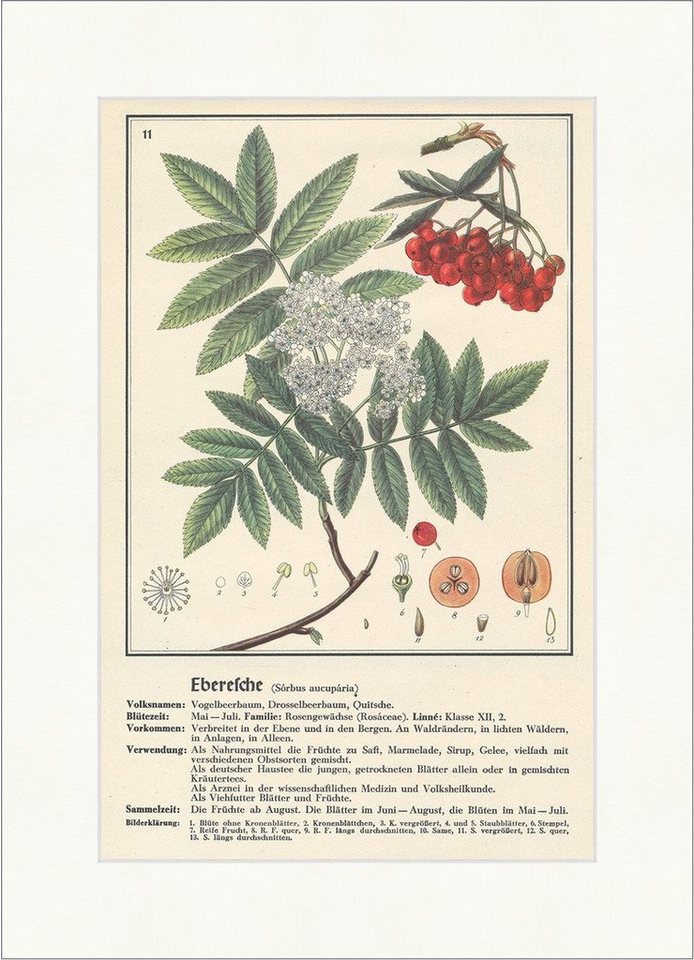 Kunstdruck Eberesche Sorbus aucuparia Drosselbeerbaum Quitsche Heilpflanzen Heilk, (1 St) von OTTO