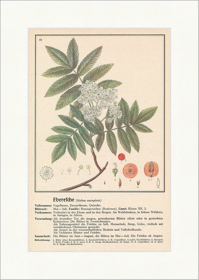 BillerAntik Kunstdruck Eberesche Sorbus aucuparia Vogelbeere Drosselbeere Heilpflanzen Heilkr, (1 St) von BillerAntik