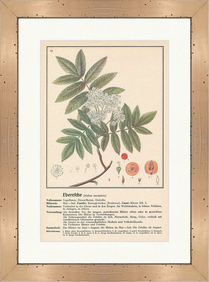 BillerAntik Kunstdruck Eberesche Sorbus aucuparia Vogelbeere Heilpflanzen Heilkräuter 103 Ger, (1 St) von BillerAntik