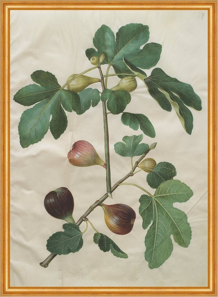 Kunstdruck Ficus carica Johannes Simon Holtzbecher Echte Feige Frucht Baum B A2 0, (1 St) von OTTO