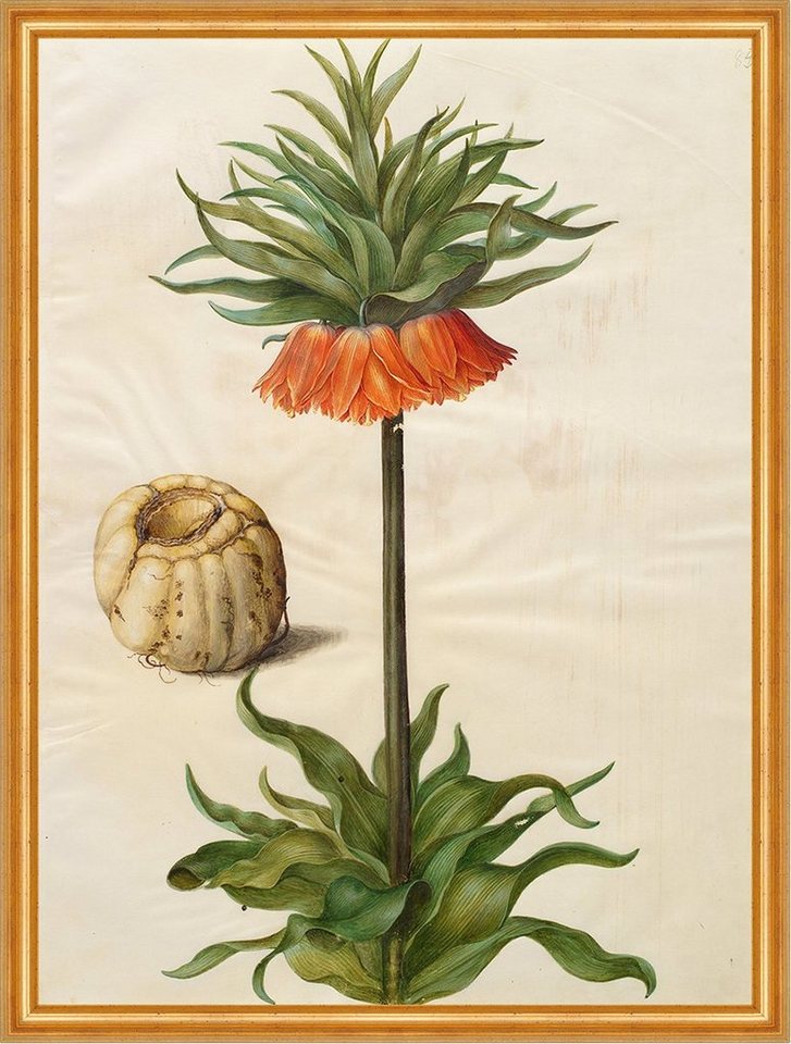 Kunstdruck Fritillaria imperialis Johannes Simon Holtzbecher Kaiserkrone Pflanze, (1 St) von OTTO