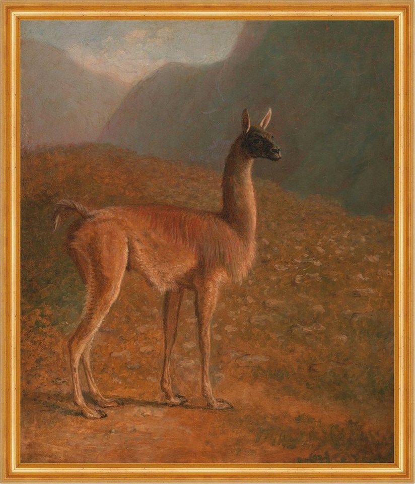 Kunstdruck Guanaco Jacques-Laurent Agasse Tiere Kamel langer Hals Ohren Fell B A1, (1 St) von OTTO