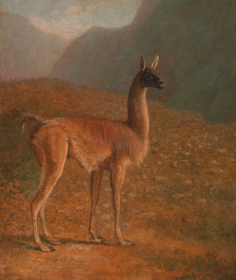 Kunstdruck Guanaco Jacques-Laurent Agasse Tiere Kamel langer Hals Ohren Fell B A3, (1 St) von OTTO