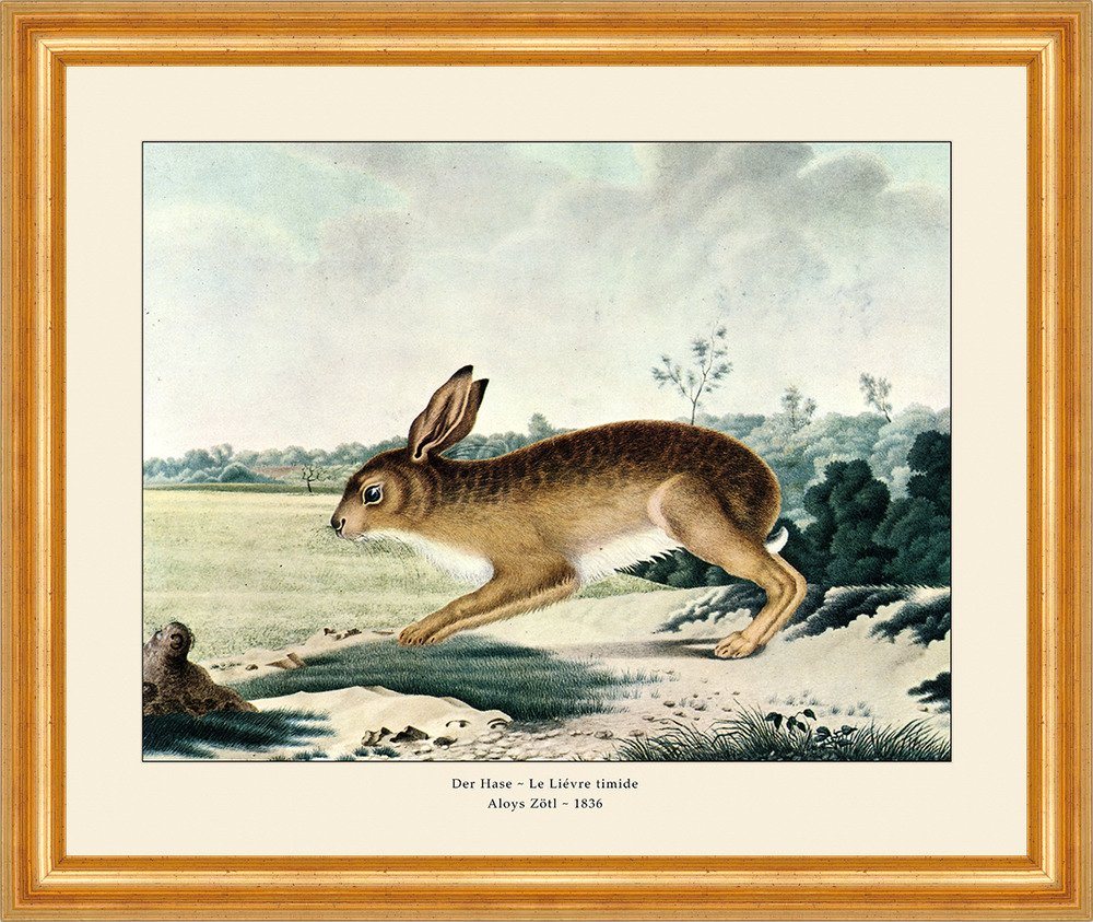 Kunstdruck Hase Feldhase Leporidae Kaninchen Löffel Wildhase Mümmelmann Zötl A3 0, (1 St) von OTTO