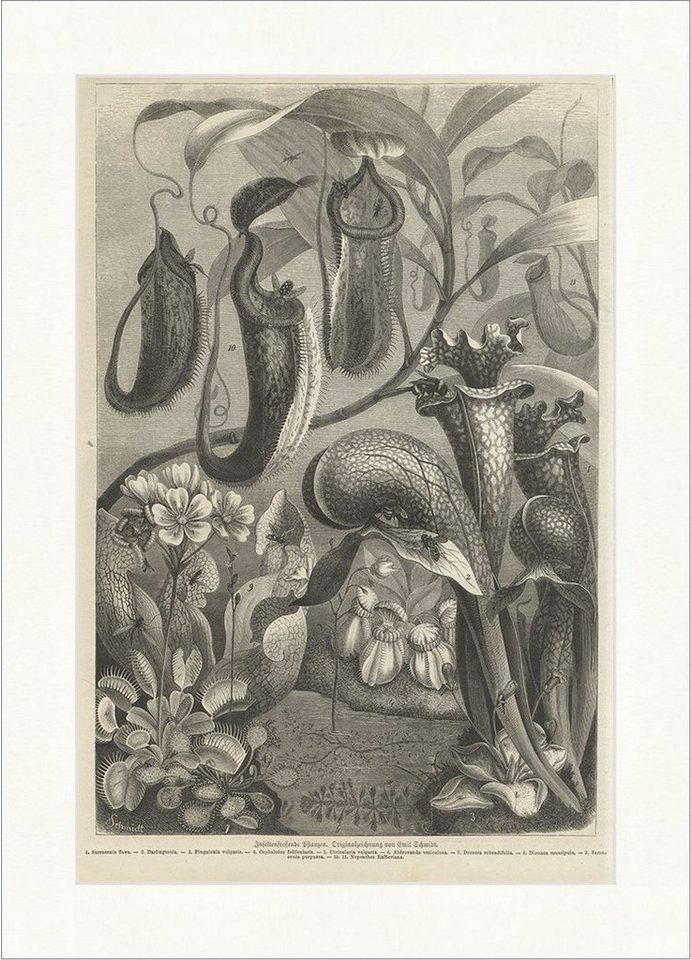 BillerAntik Kunstdruck Insektenfressende Pflanzen Emil Schmidt Kelch Fleischfressend Holzstic, (1 St) von BillerAntik