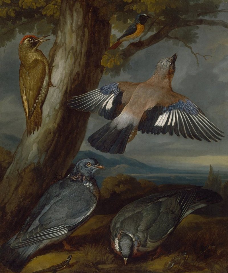 Kunstdruck Jay, Green Woodpecker, Pigeons, and Redstart Francis Barlow Vögel B A3, (1 St) von OTTO