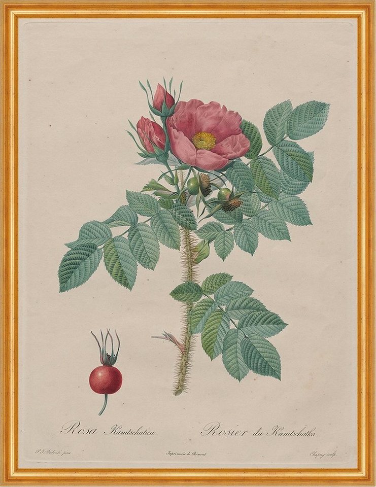 BillerAntik Kunstdruck Kamtschatka Rose, Rosa Kamtschatica Pierre-Joseph Redoute Pflanzen B A, (1 St) von BillerAntik