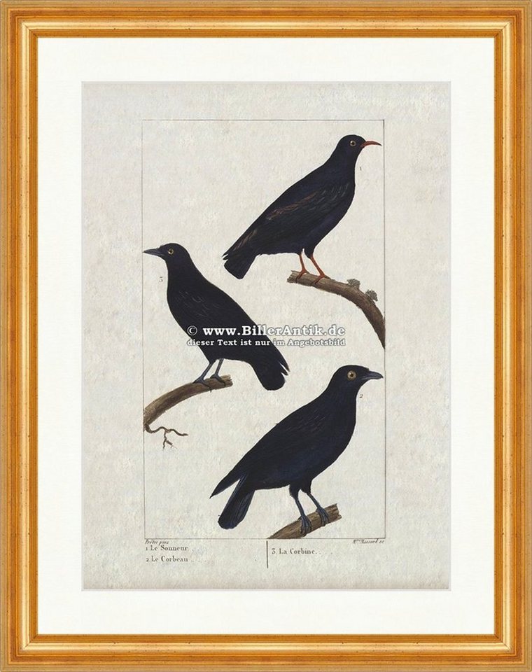 Kunstdruck Kolkrabe Krähe Saatkrähe Dohle Rabenvögel Singvögel Sperling Buffon 16, (1 St) von OTTO