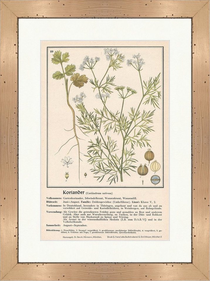 Kunstdruck Koriander Coriandrum sativum Schwindelkraut Heilpflanzen Heilkräuter 1, (1 St) von OTTO