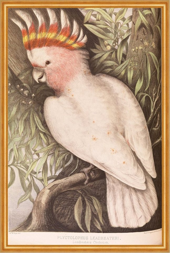 Kunstdruck Leadbeaters Cockatoo, Plyctolophus leadbeateri James W. Sayer Vogel B, (1 St) von OTTO