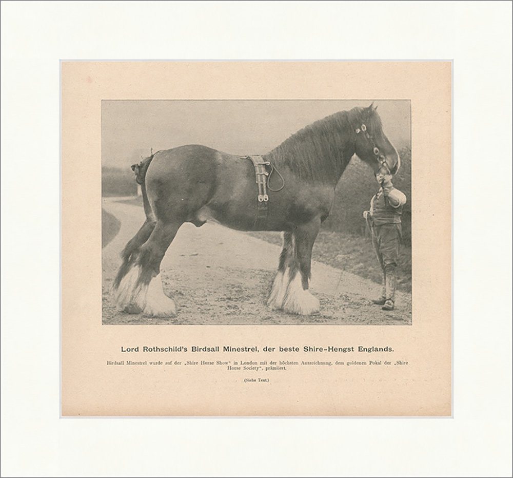Kunstdruck Lord Rothschilds Birdsall Minestrel Pferde England Hengst Zucht F_Vint, (1 St) von OTTO