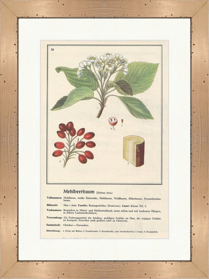 BillerAntik Kunstdruck Mehlbeerbaum Sorbus Aria weiße Eberesche Heilpflanzen Heilkräuter 125, (1 St) von BillerAntik