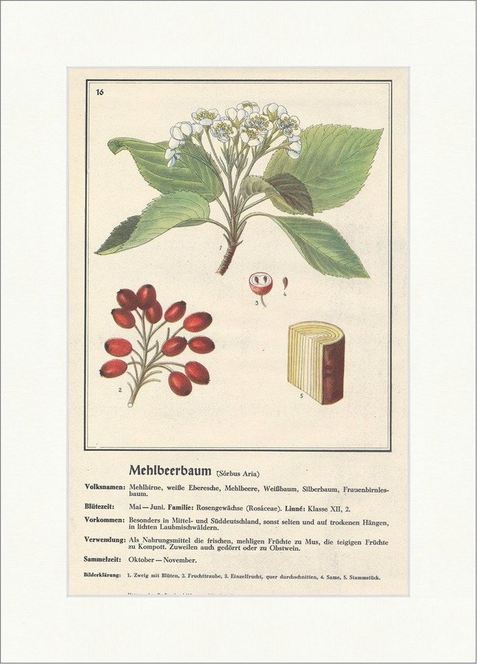 Kunstdruck Mehlbeerbaum Sorbus Aria weiße Eberesche Mehlbirne Heilpflanzen Heilkr, (1 St) von OTTO