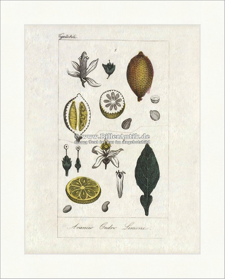 BillerAntik Kunstdruck Orange Zeder Zitrone Zitrusfrüchte Obst Blüten Frucht Citrus sinensis, (1 St) von BillerAntik
