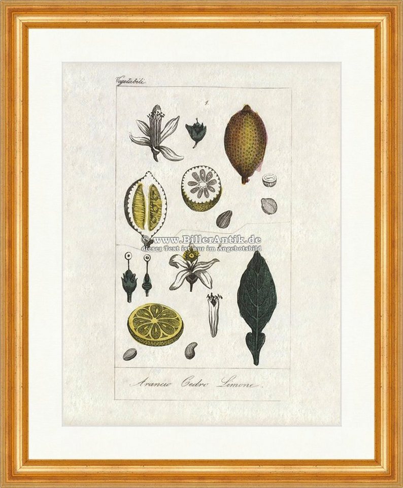 BillerAntik Kunstdruck Orange Zeder Zitrone Zitrusfrüchte Obst Blüten sinensis Buffon 442 Ger, (1 St) von BillerAntik