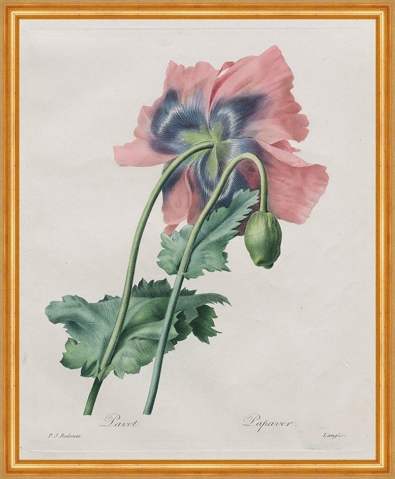 Kunstdruck Poppy, Papaver Pierre-Joseph Redoute Pflanzen Blüte Mohnblume Knospe B, (1 St) von OTTO