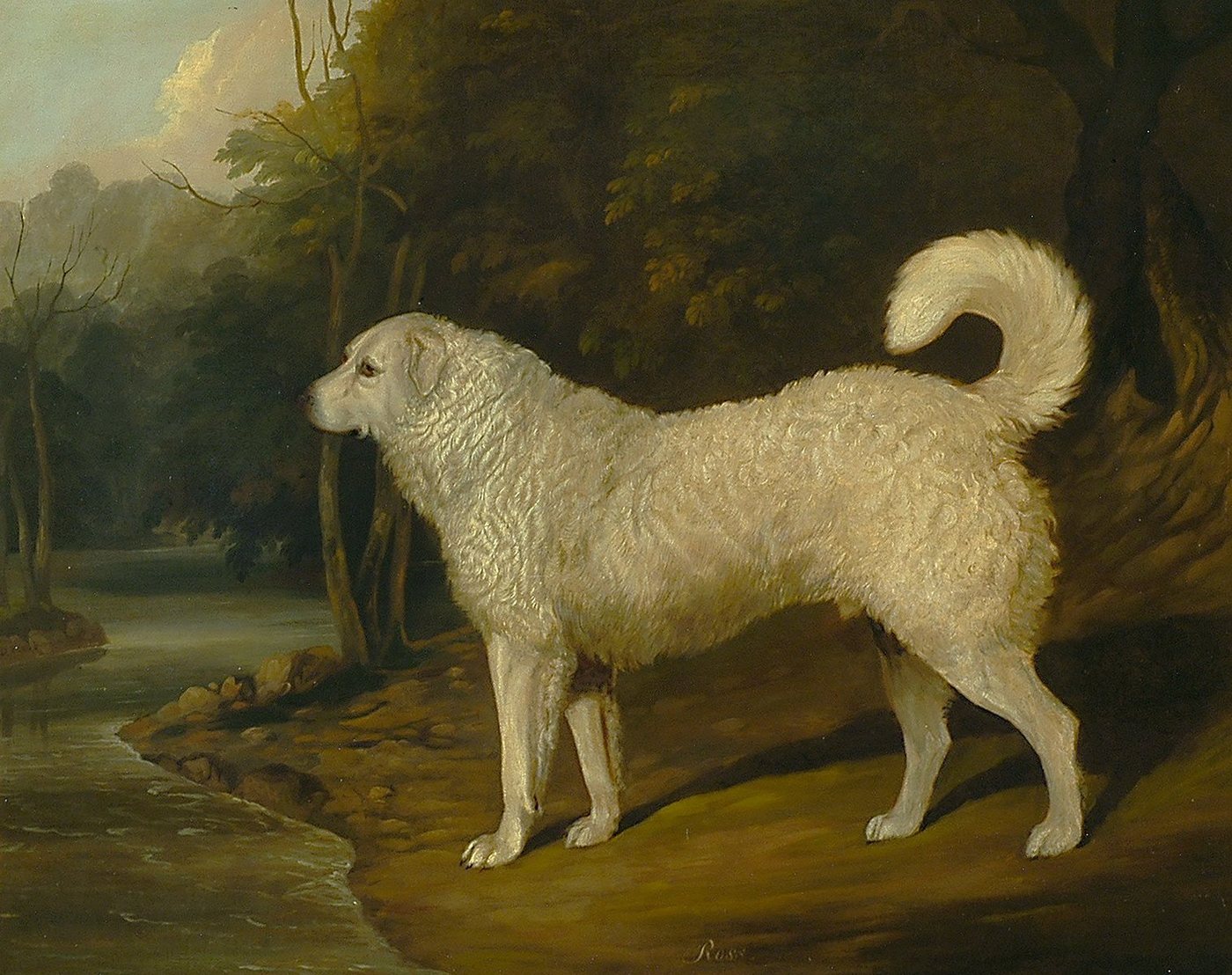 Kunstdruck Portrait of a Dog, Ross David Dalby of York Hunde Rassen Tiere Fell B, (1 St) von OTTO