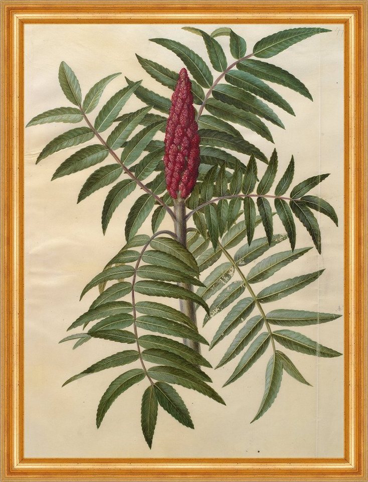 BillerAntik Kunstdruck Rhus typhina Johannes Simon Holtzbecher Essigbaum Blüte B A3 02581 Ger, (1 St) von BillerAntik