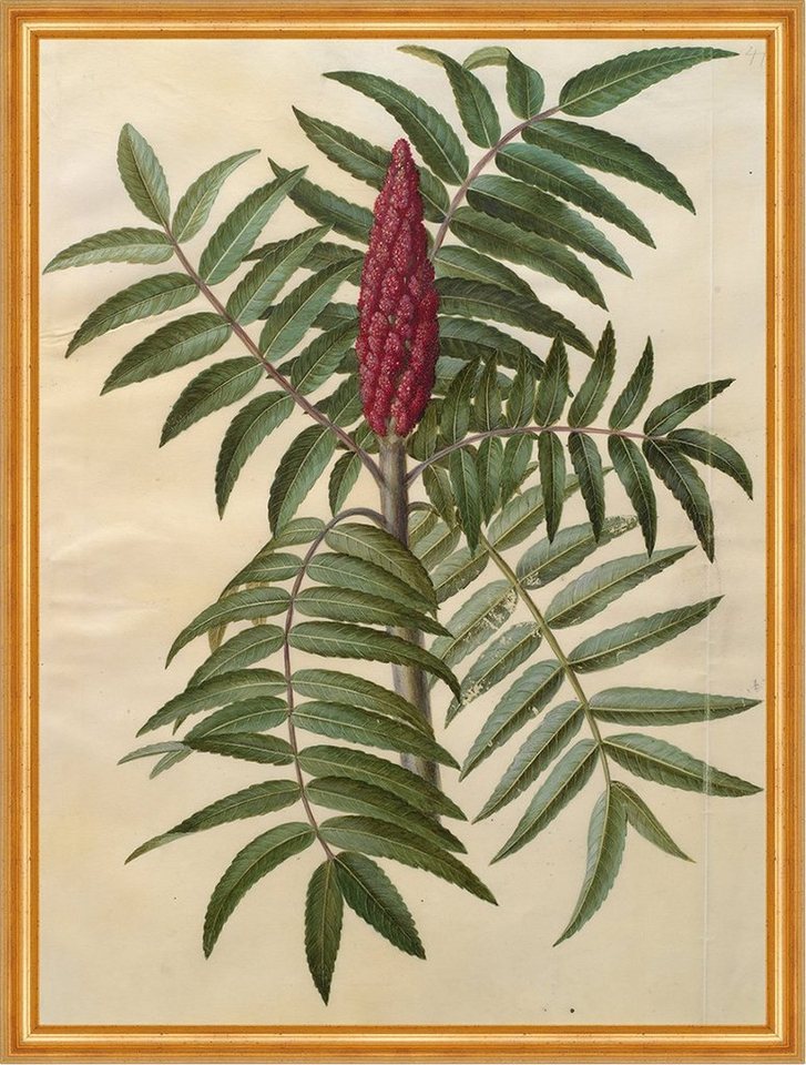 BillerAntik Kunstdruck Rhus typhina Johannes Simon Holtzbecher Essigbaum Pflanzen Blüte B A1, (1 St) von BillerAntik
