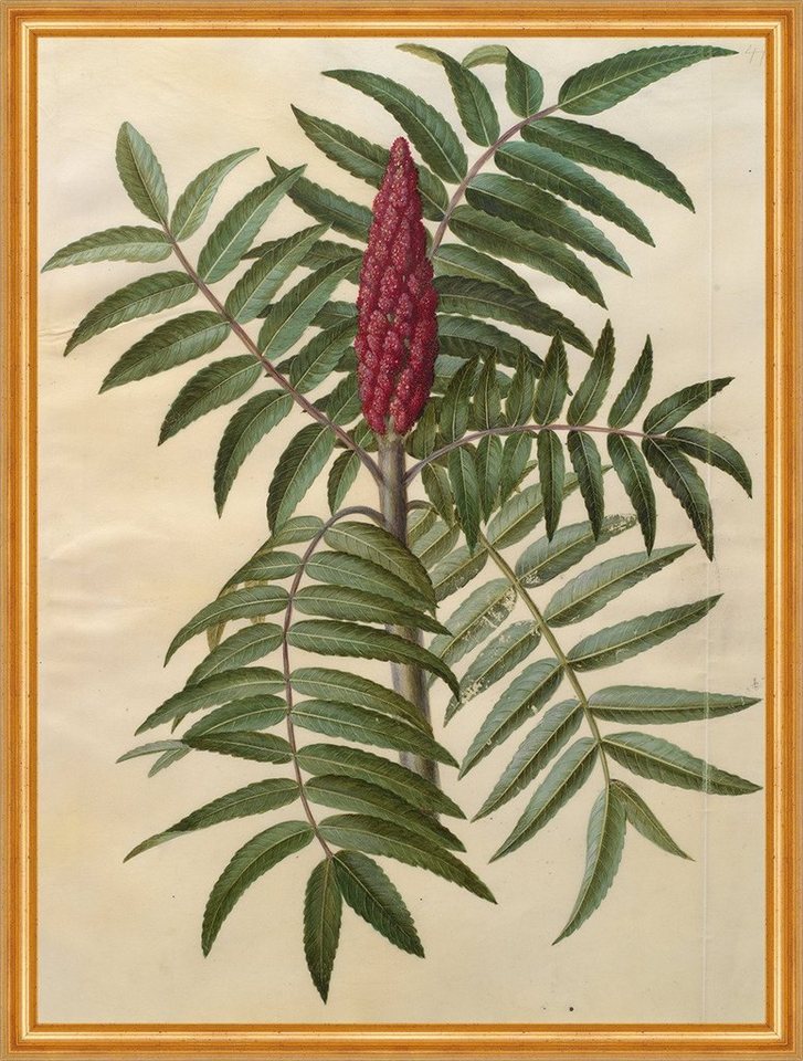 BillerAntik Kunstdruck Rhus typhina Johannes Simon Holtzbecher Essigbaum Pflanzen Blüte B A2, (1 St) von BillerAntik