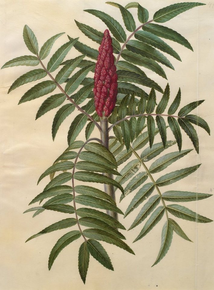 Kunstdruck Rhus typhina Johannes Simon Holtzbecher Essigbaum Pflanzen Blüte B A3, (1 St) von OTTO