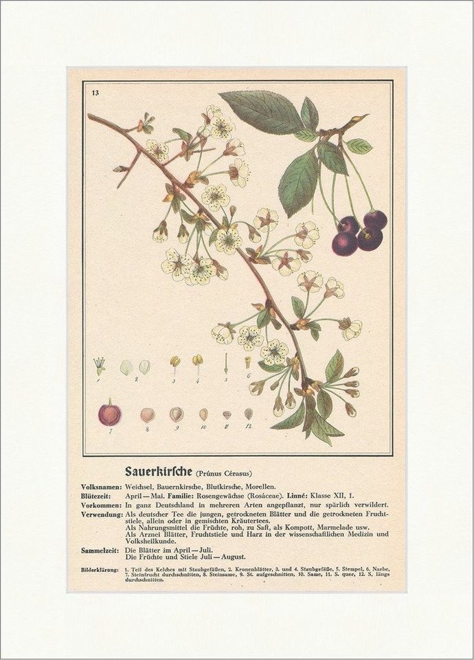 BillerAntik Kunstdruck Sauerkirsche Prunus Cerasus Bauernkirsche Morellen Heilpflanzen Heilkr, (1 St) von BillerAntik