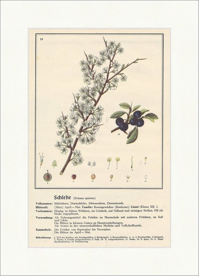 Kunstdruck Schlehe Prunus spinosa Dornschlehe Dornstrauch Heilpflanzen Heilkräute, (1 St) von OTTO