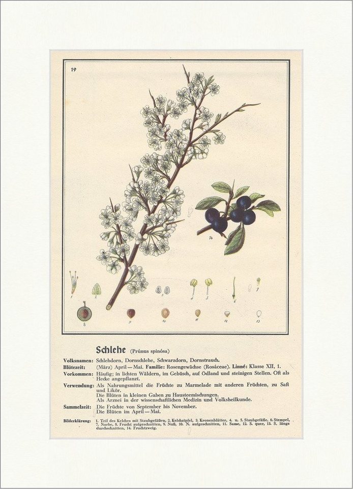 BillerAntik Kunstdruck Schlehe Prunus spinosa Dornschlehe Dornstrauch Heilpflanzen Heilkräute, (1 St) von BillerAntik