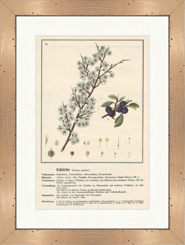 BillerAntik Kunstdruck Schlehe Prunus spinosa Dornschlehe Heilpflanzen Heilkräuter 128 Gerahm, (1 St) von BillerAntik