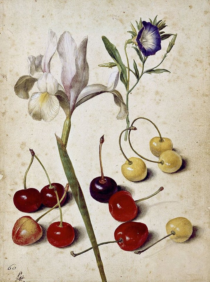 Kunstdruck Spanish iris, morning glory, and cherries Georg Flegel Blumen Blüten B, (1 St) von OTTO