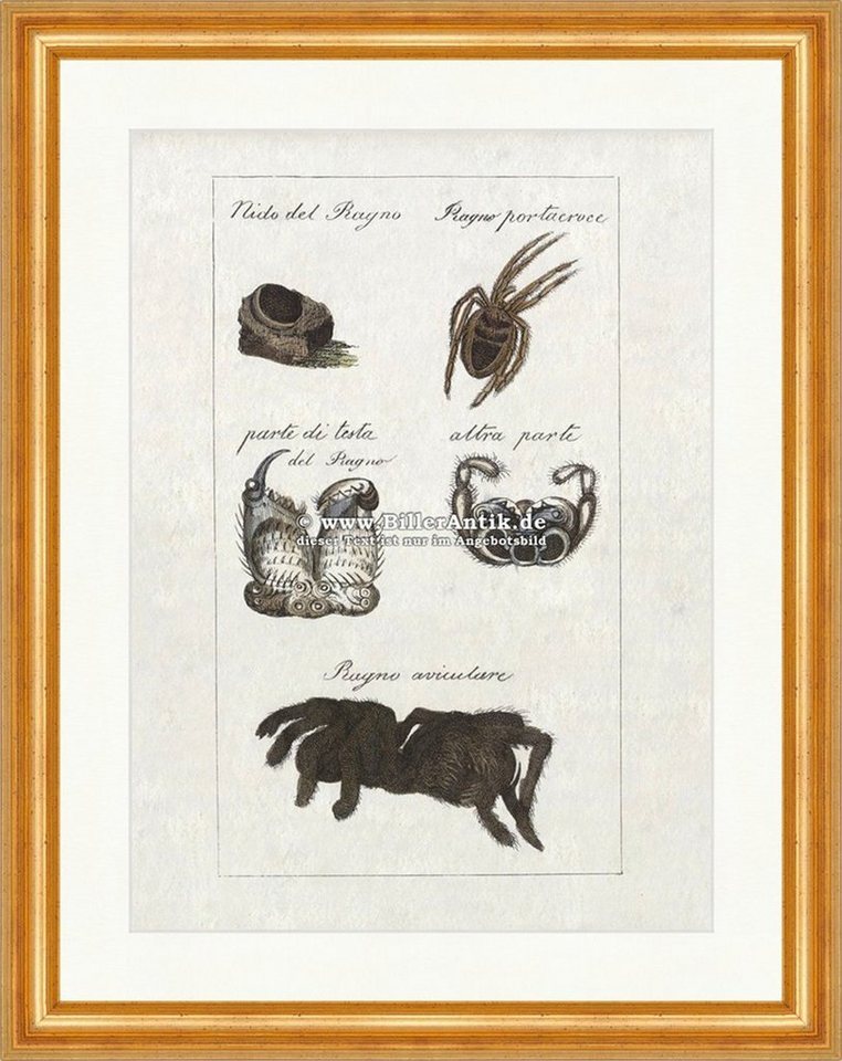 Kunstdruck Spinnen Gartenspinne Vogelspinne Herbstspinne Kieferspinnen Buffon 341, (1 St) von OTTO