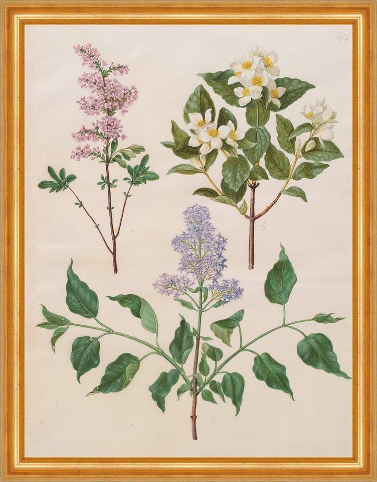 BillerAntik Kunstdruck Syringa x persica, Philadelphus Holtzbecher Pfeifenstrauch B A3 02584, (1 St) von BillerAntik