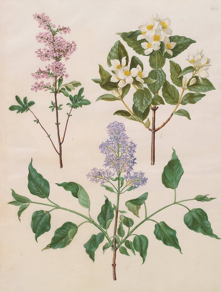 BillerAntik Kunstdruck Syringa x persica, Philadelphus coronarius Holtzbecher Pfeifenstrauch, (1 St) von BillerAntik