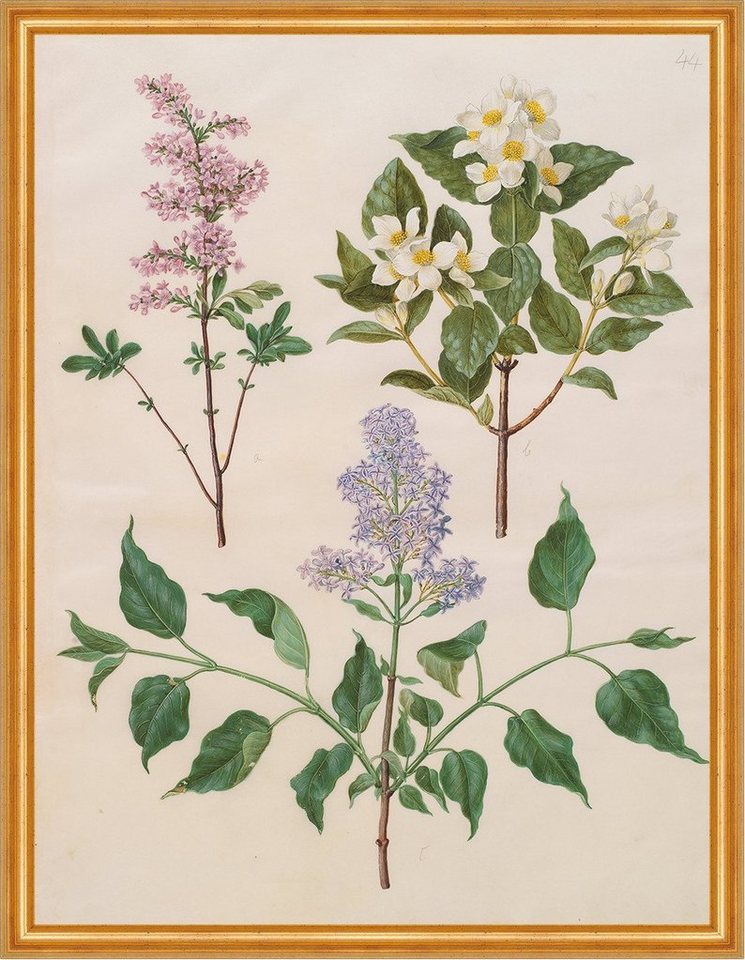 BillerAntik Kunstdruck Syringa x persica, Philadelphus coronarius Holtzbecher Pfeifenstrauch, (1 St) von BillerAntik