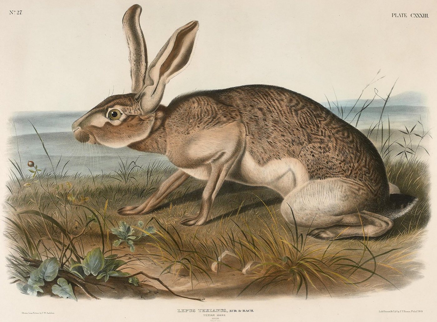 Kunstdruck Texian Hare, Lepus Texianus John Woodhouse Audubon Hase Tiere Löffel B, (1 St) von OTTO