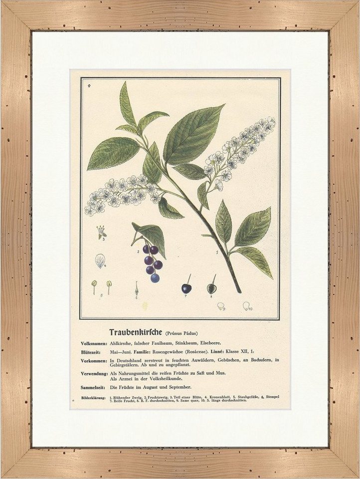 BillerAntik Kunstdruck Traubenkirsche Prunus Padus Elsebeere Heilpflanzen Heilkräuter 118 Ger, (1 St) von BillerAntik