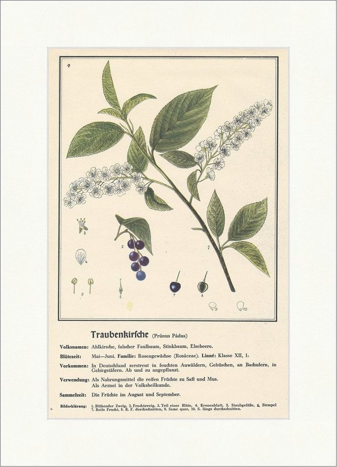 Kunstdruck Traubenkirsche Prunus Padus Stinkbaum Elsebeere Heilpflanzen Heilkräut, (1 St) von OTTO
