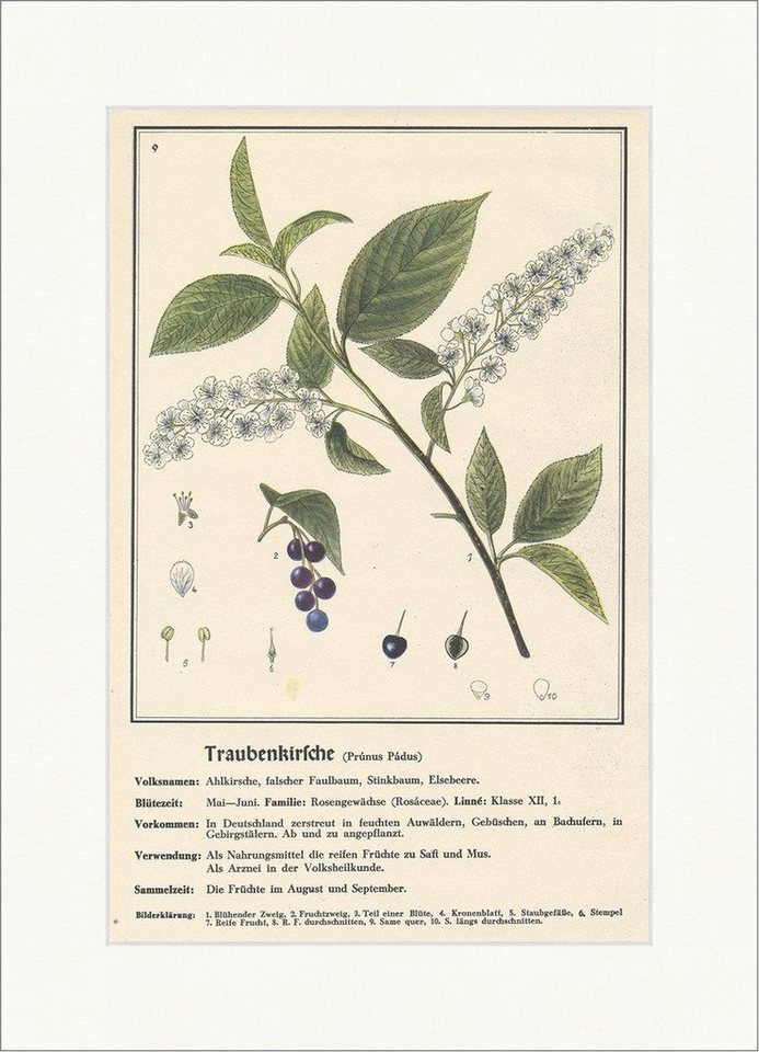 BillerAntik Kunstdruck Traubenkirsche Prunus Padus Stinkbaum Elsebeere Heilpflanzen Heilkräut, (1 St) von BillerAntik