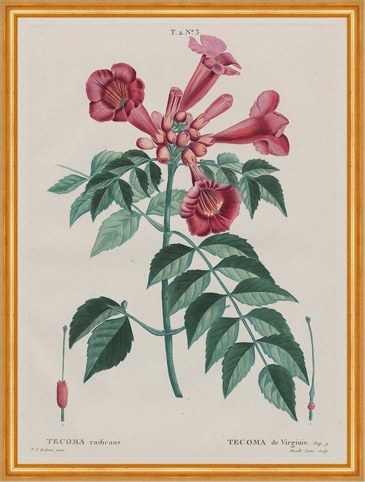 Kunstdruck Trumpet Vine, Tecoma radicans Pierre-Joseph Redoute Blumen Pflanzen B, (1 St) von OTTO
