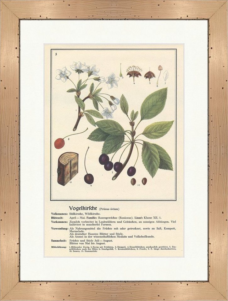BillerAntik Kunstdruck Vogelkirsche Prunus avium Wildkirsche Heilpflanzen Heilkräuter 114 Ger, (1 St) von BillerAntik