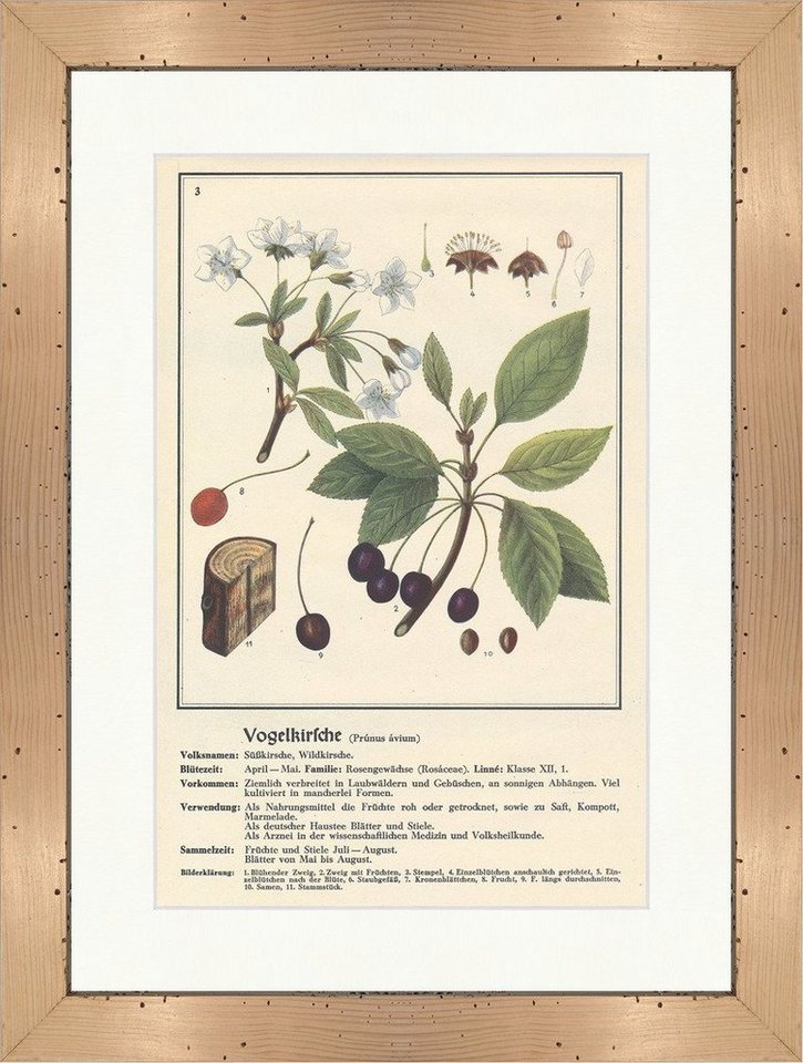 Kunstdruck Vogelkirsche Prunus avium Wildkirsche Heilpflanzen Heilkräuter 114 Ger, (1 St) von OTTO