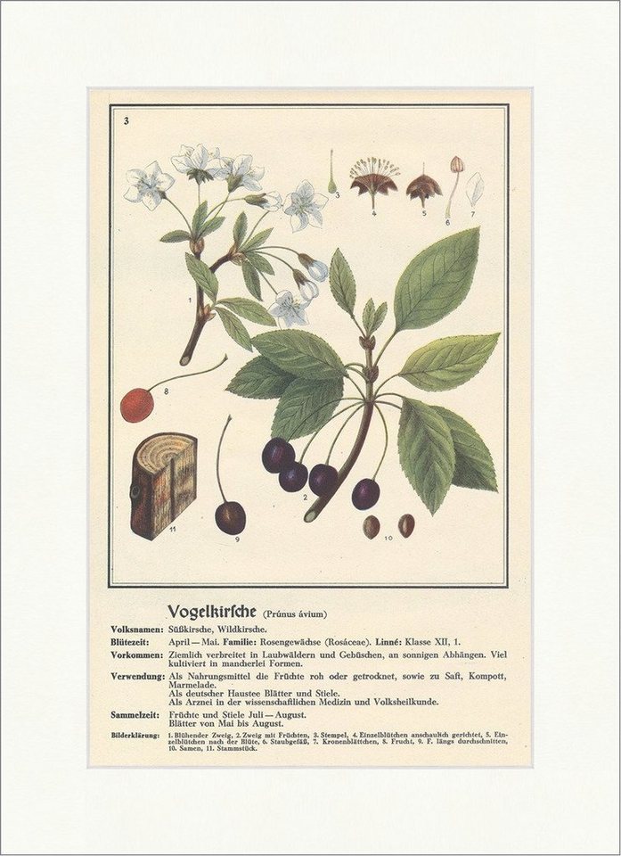 BillerAntik Kunstdruck Vogelkirsche Prunus avium Wildkirsche Rosengewächs Heilpflanzen Heilkr, (1 St) von BillerAntik