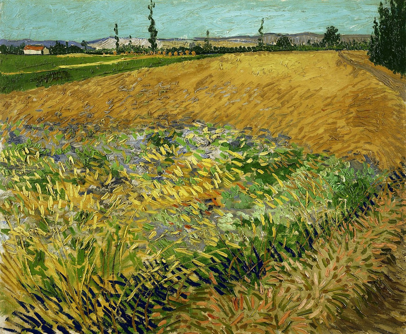 Kunstdruck Wheatfield Vincent van Gogh Weizenfeld Bauern Wiese Getreide Pflanze B, (1 St) von OTTO