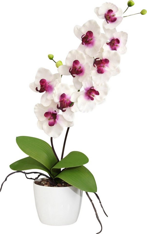 Kunstpflanze Kunstpflanze Orchidee von OTTO