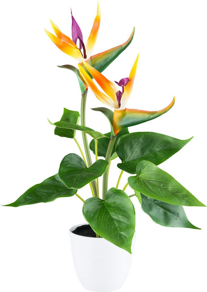 Kunstpflanze Kunstpflanze Strelitzia, Uni von OTTO