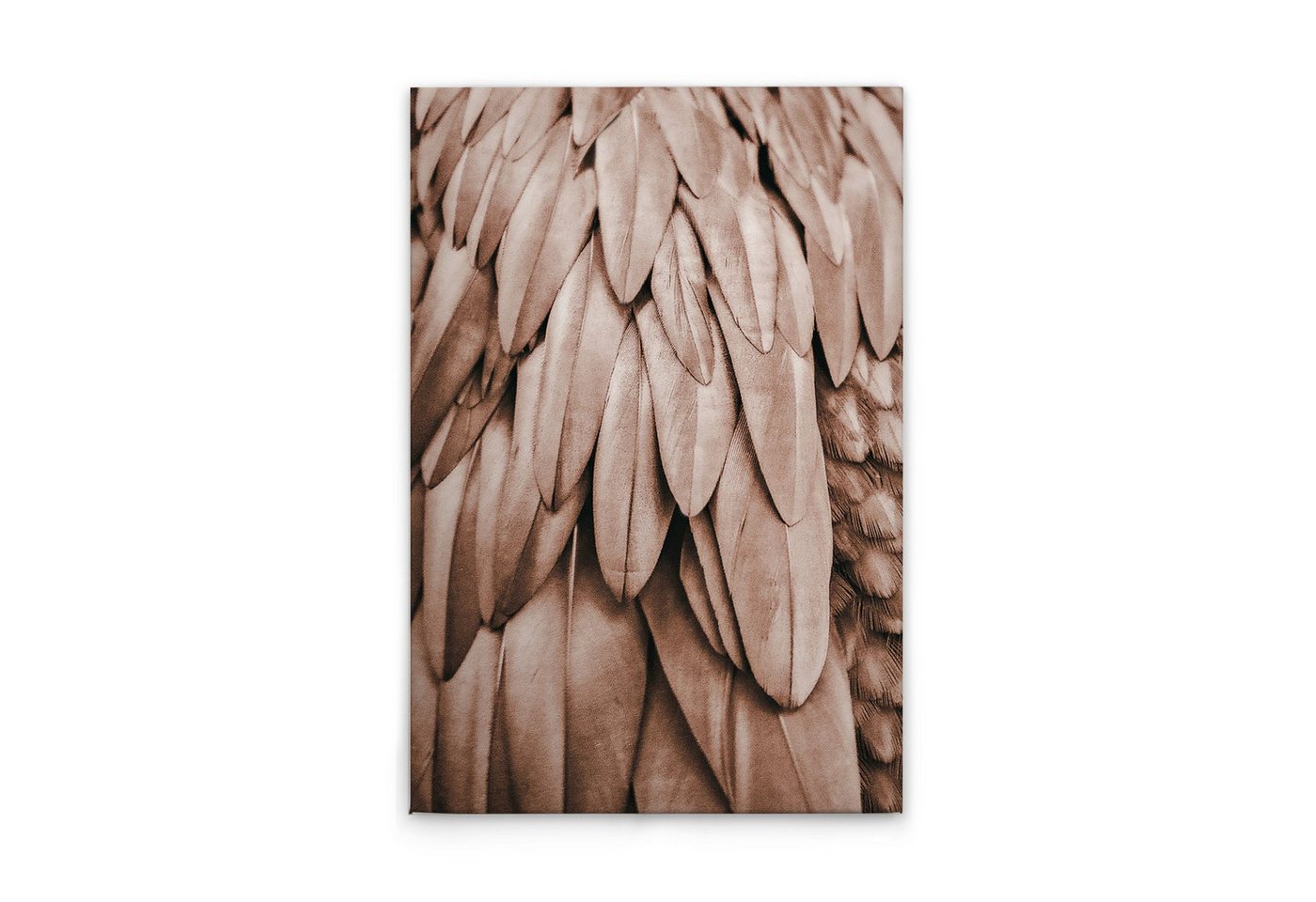 Tadessi Leinwandbild Leinwandbild Federn Rosa M1-No.50767, Keilrahmen in Rosa Beige-Parent, Tiere Tadessi Leinwandbild Leinwandbild Federn Rosa M1-No.50767, Keilrahmen in Rosa Beige-Parent, Tiere von Tadessi