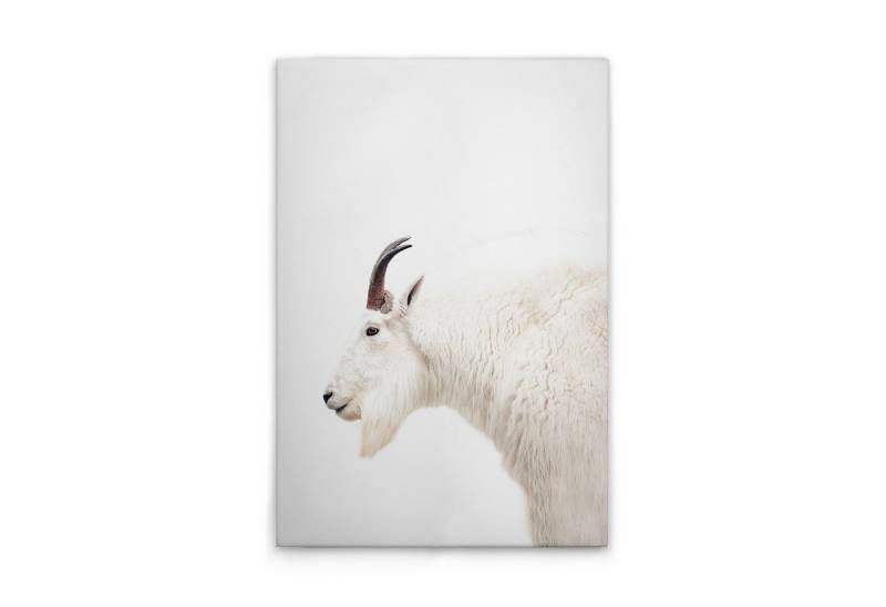 Tadessi Leinwandbild Leinwandbild Tiere Ziege M1-No.51111, Keilrahmen in Weiß Creme-Parent, Tiere von Tadessi