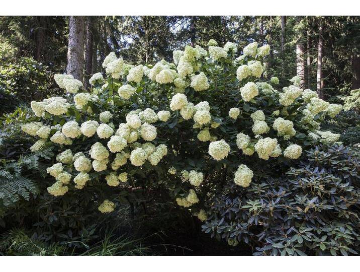 Pflanzen für Dich Gehölze Hydrangea pan. Phantom, 1 St., Rispenhortensie, weiß, Sorte: Topf / Container 150-175 cm von OTTO